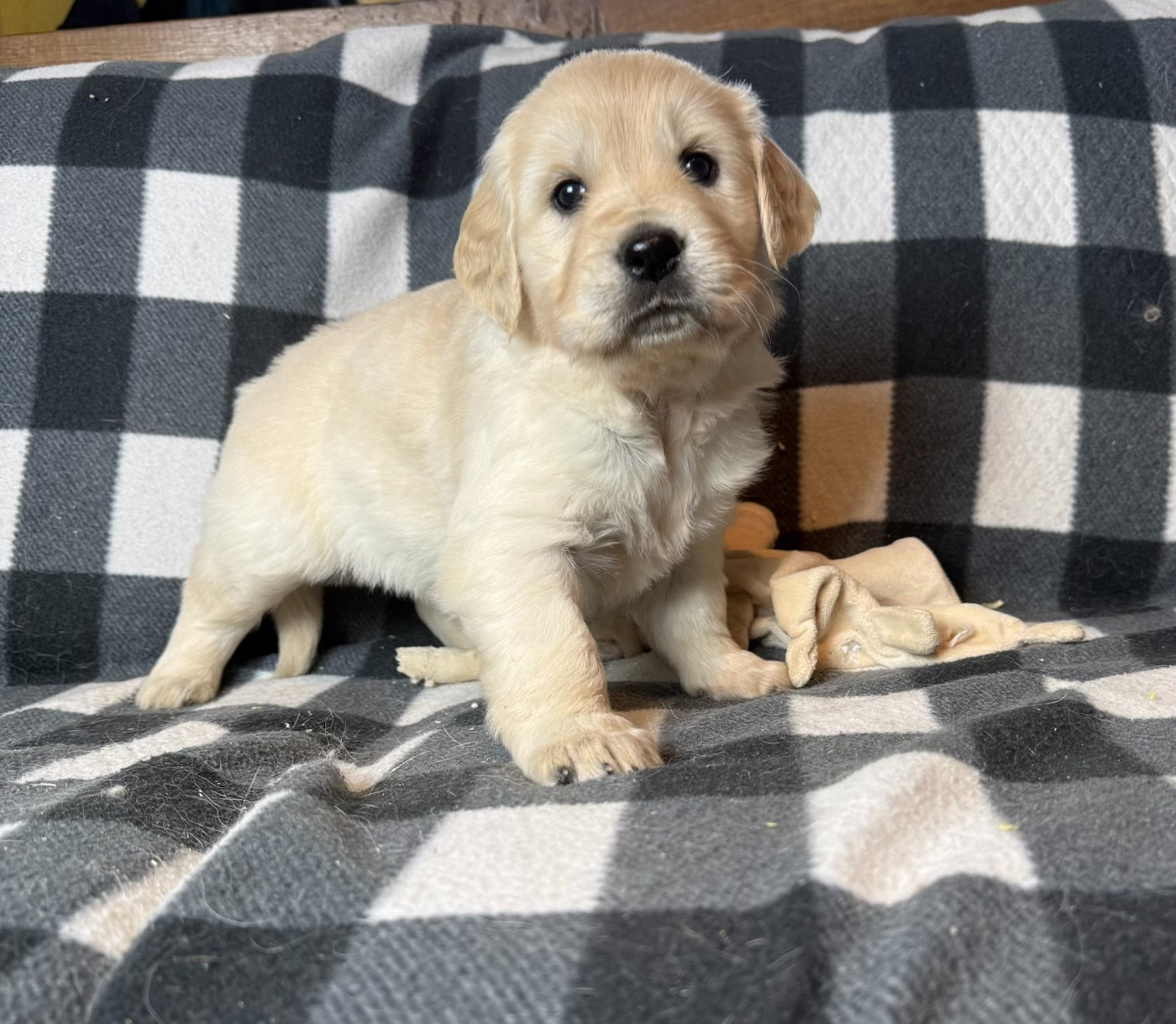 du moulin de madjurie - Chiots disponibles - Golden Retriever