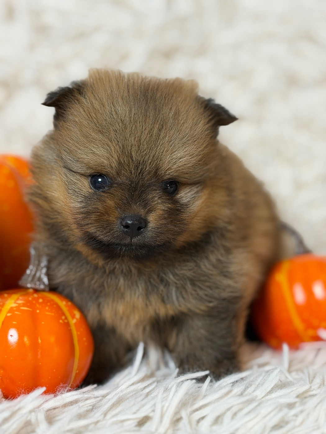 du moulin de madjurie - Chiots disponibles - Spitz allemand
