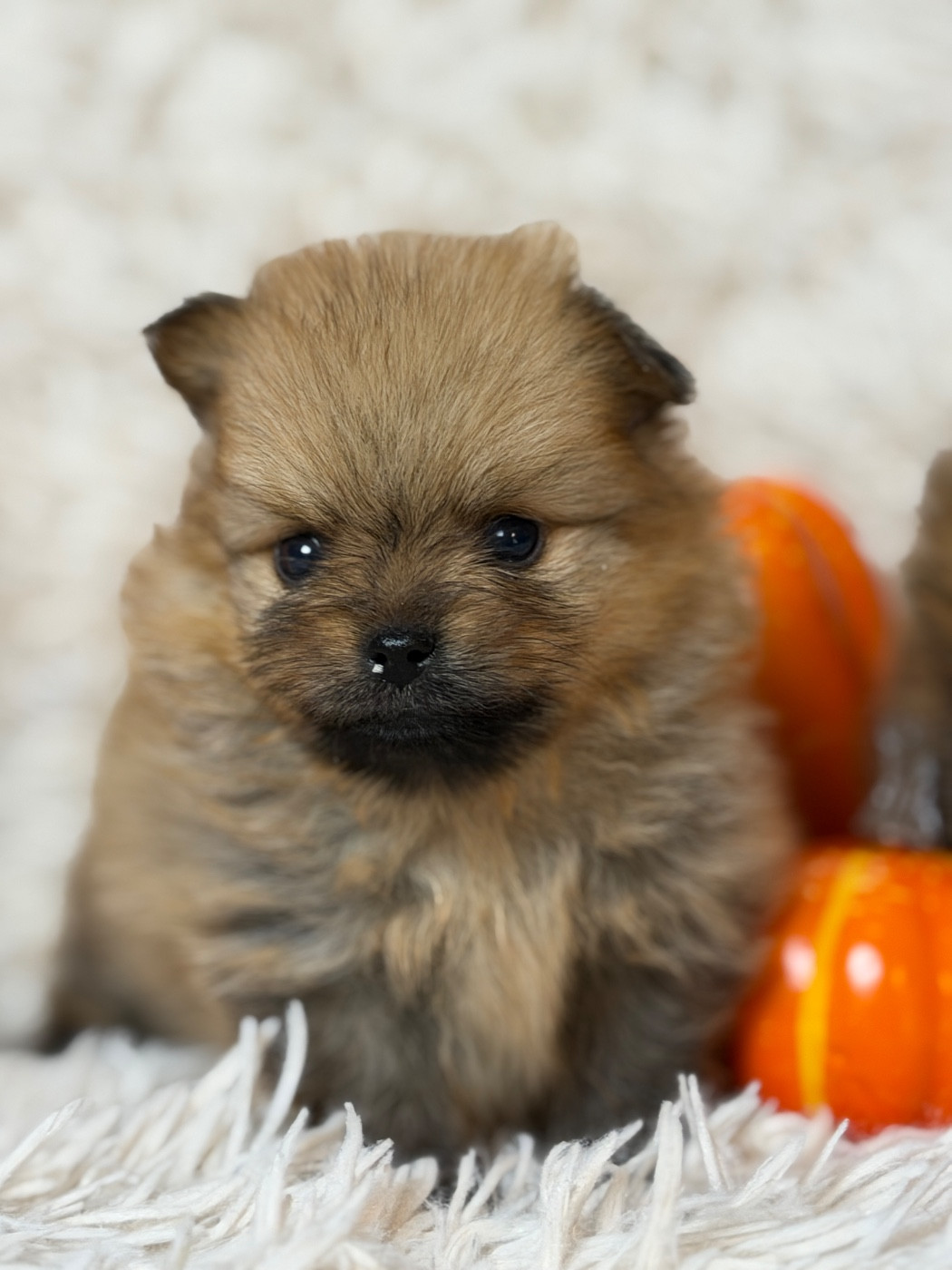du moulin de madjurie - Chiots disponibles - Spitz allemand
