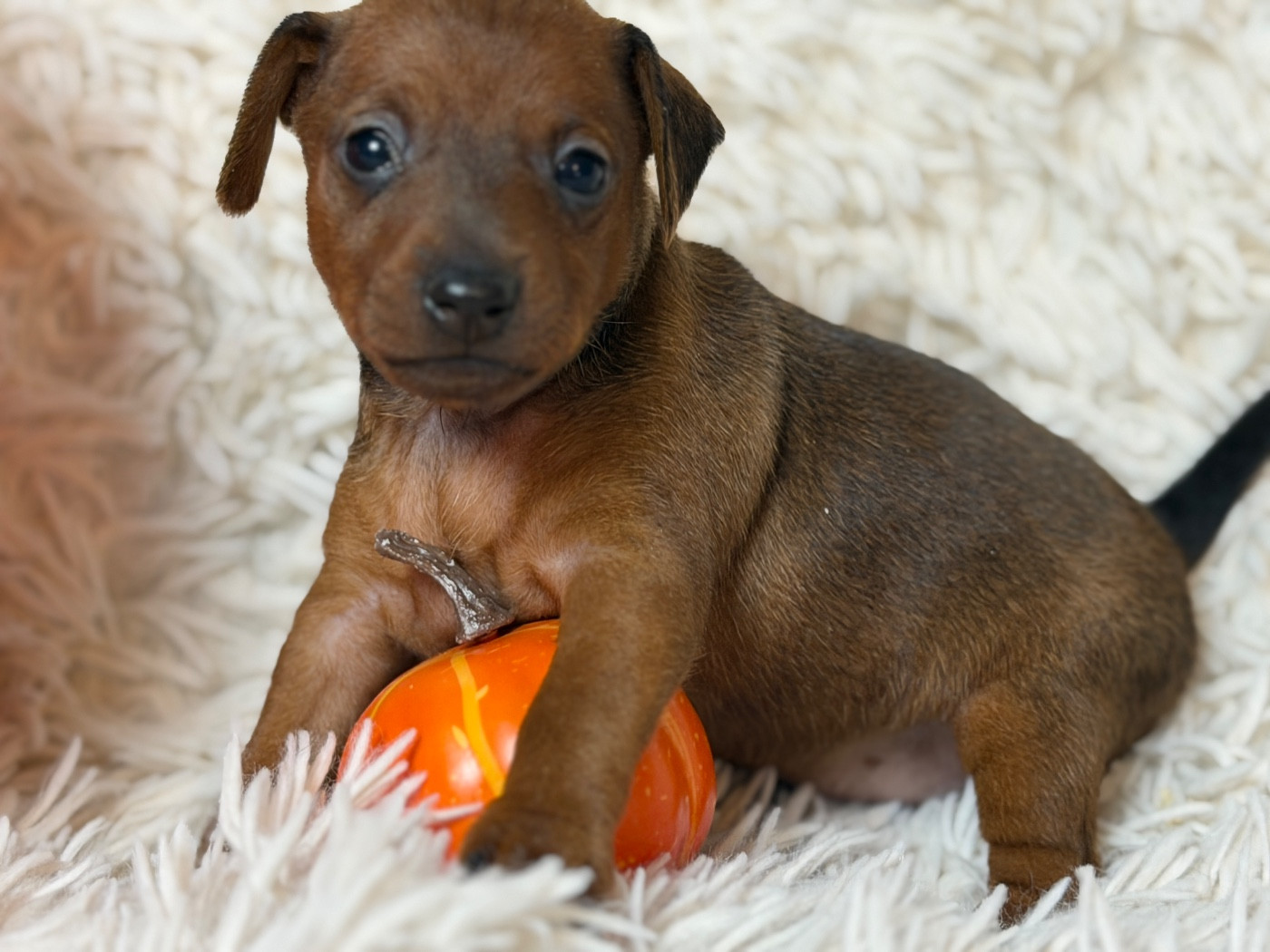 du moulin de madjurie - Chiots disponibles - Pinscher nain