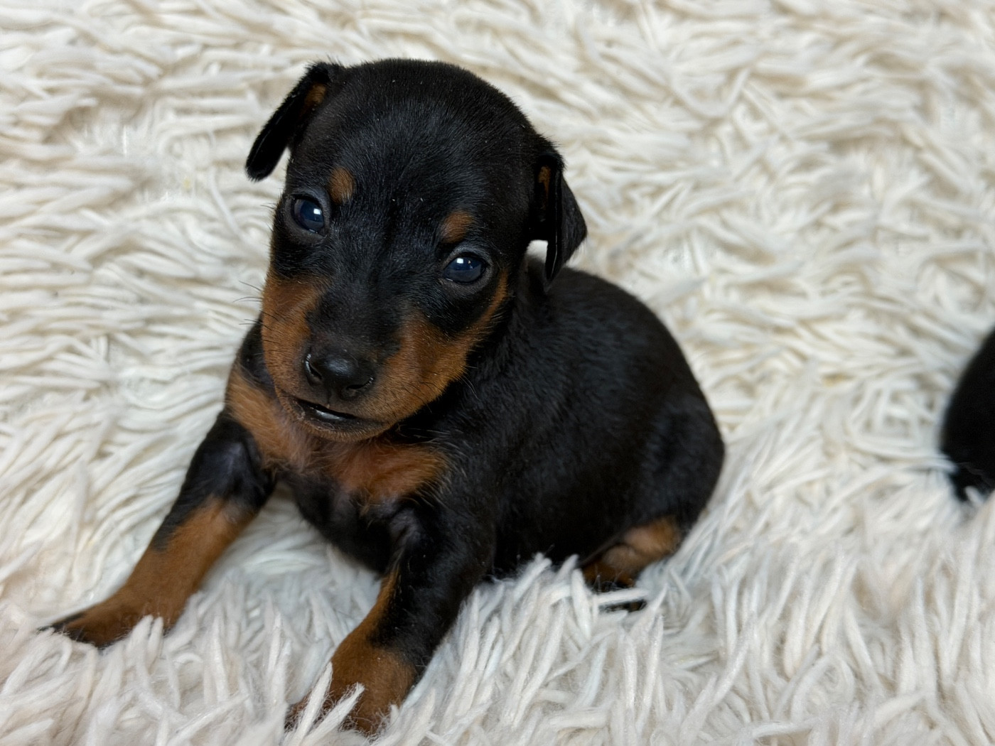 du moulin de madjurie - Chiots disponibles - Pinscher nain