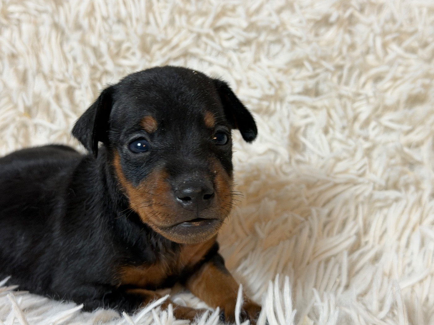 du moulin de madjurie - Chiots disponibles - Pinscher nain