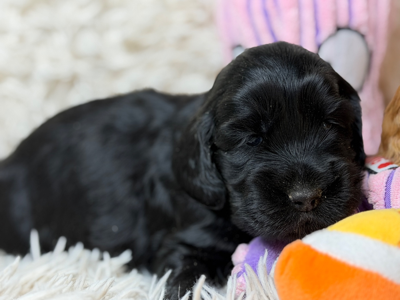 du moulin de madjurie - Chiots disponibles - Cocker Spaniel Anglais