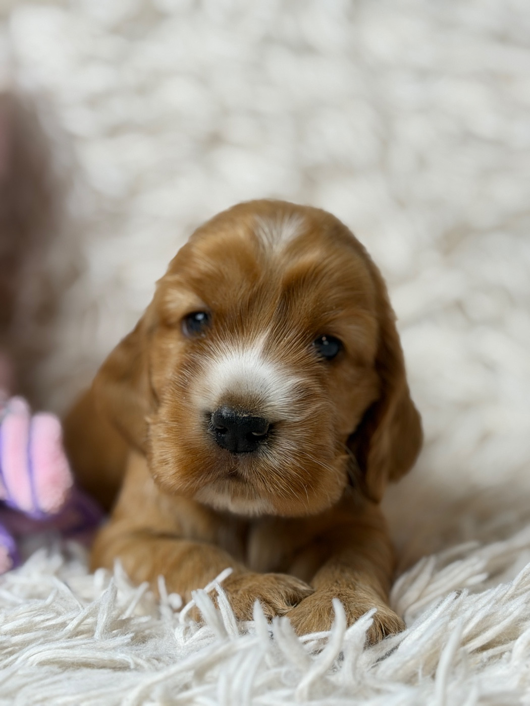 du moulin de madjurie - Chiots disponibles - Cocker Spaniel Anglais