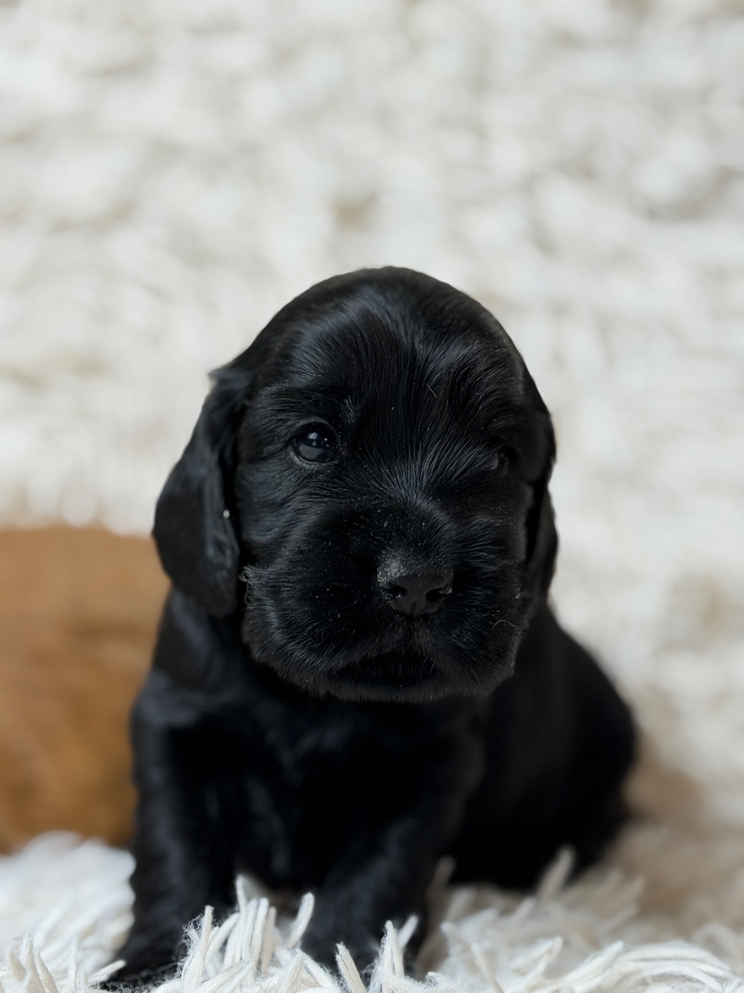 du moulin de madjurie - Chiots disponibles - Cocker Spaniel Anglais