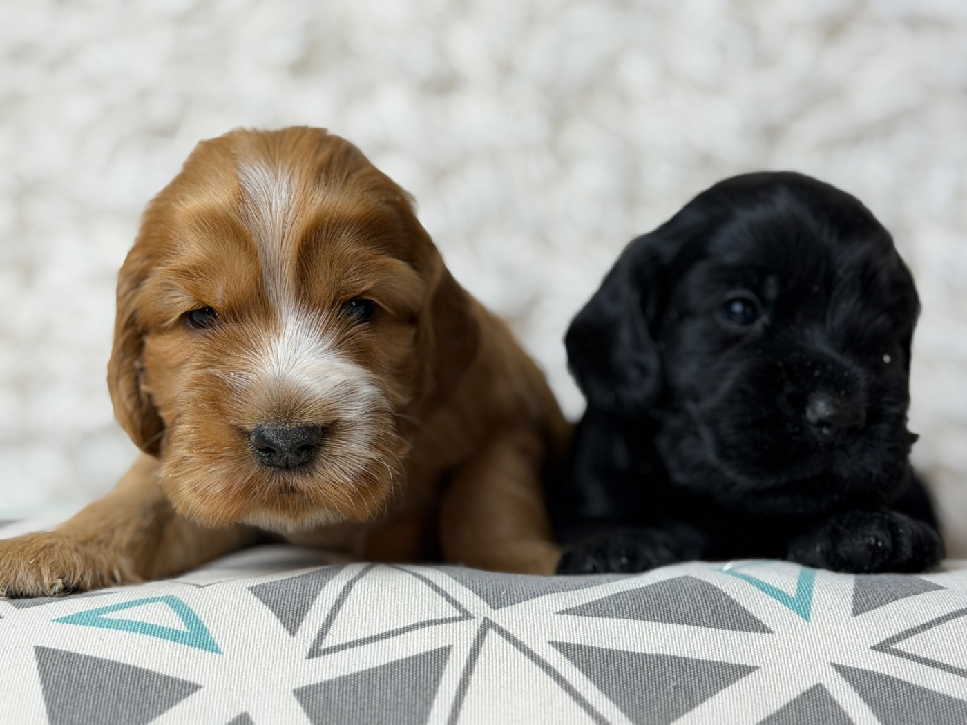 du moulin de madjurie - Chiots disponibles - Cocker Spaniel Anglais