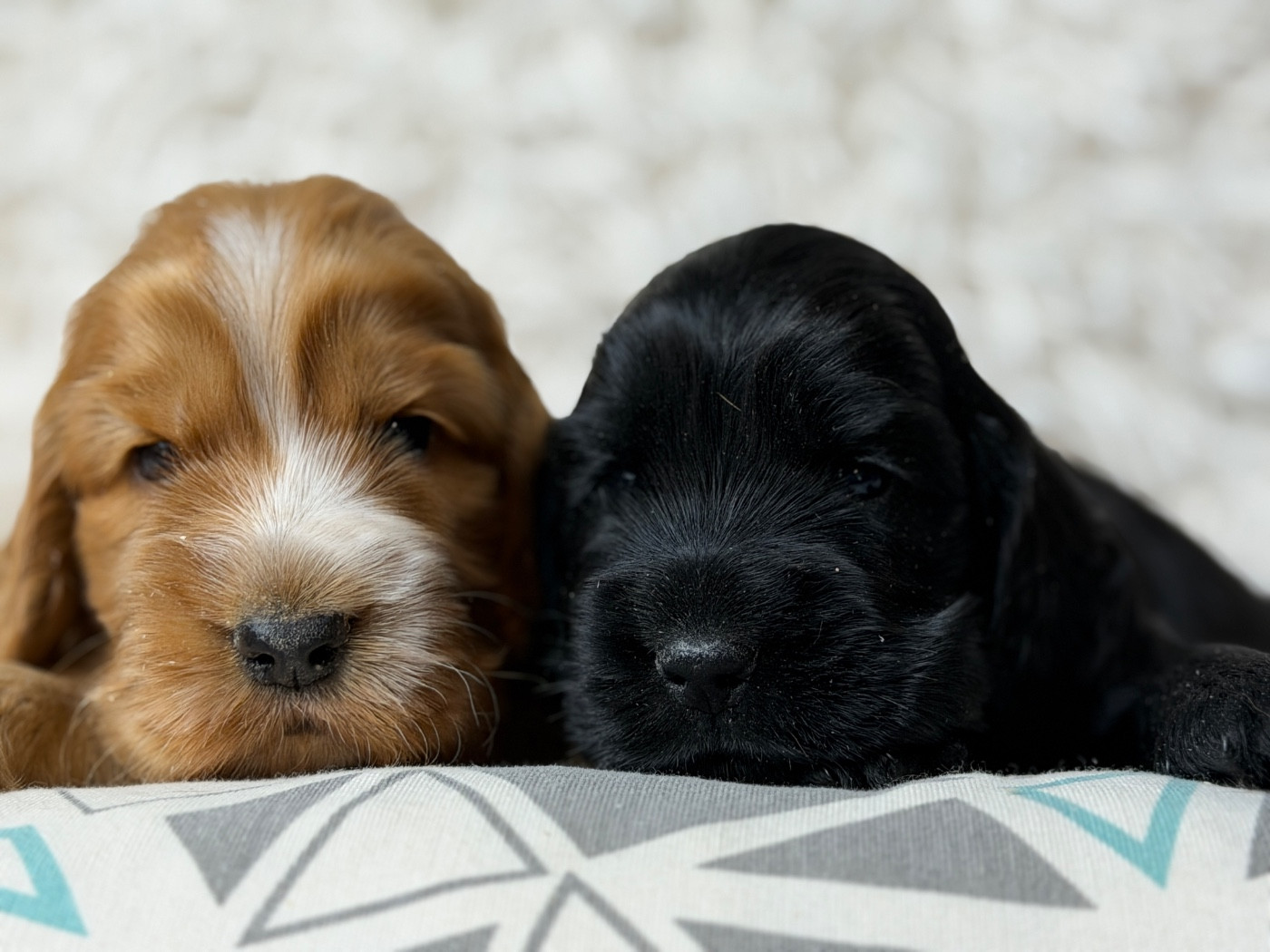 Chiot Cocker Spaniel Anglais du moulin de madjurie