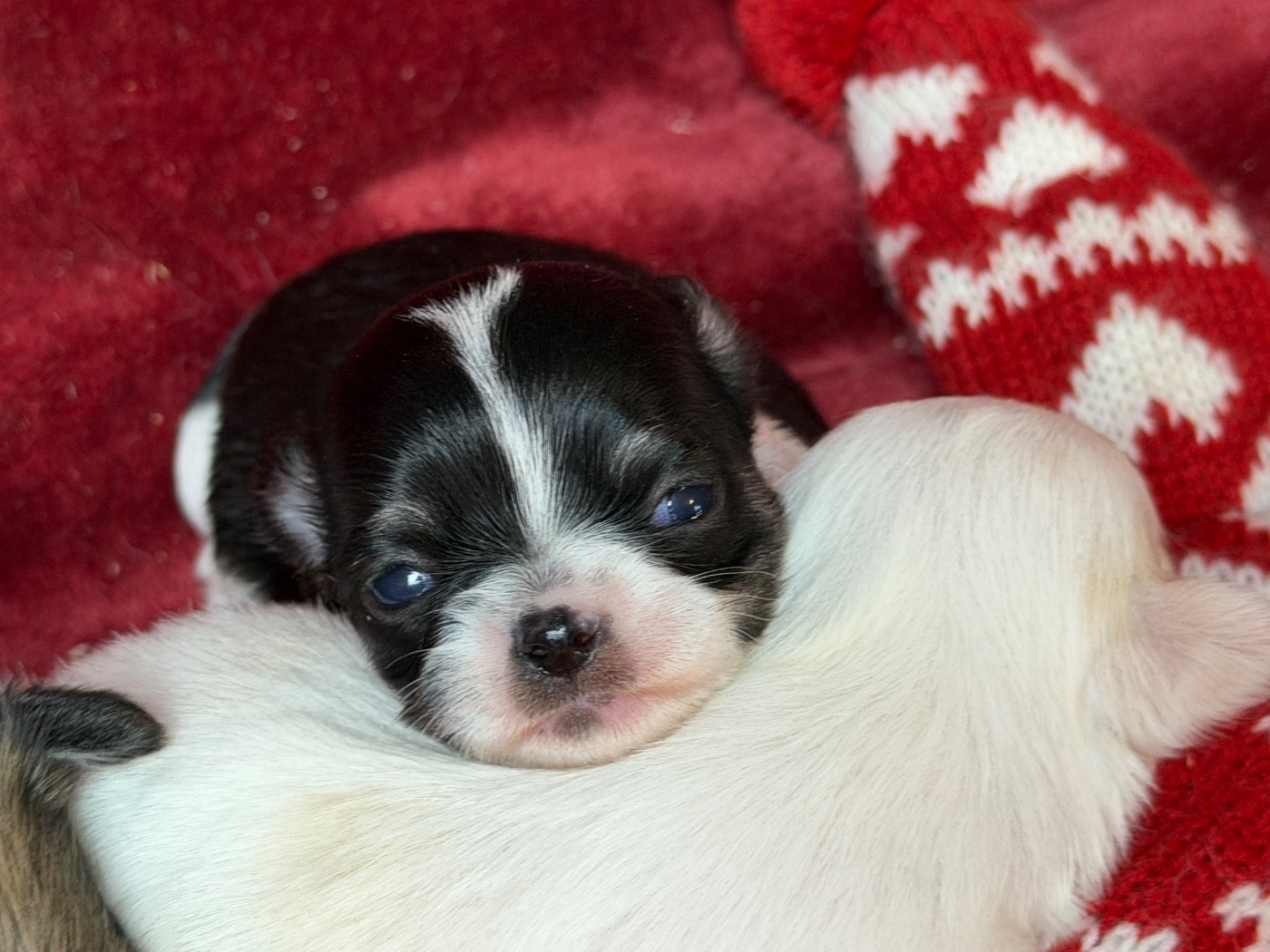 du moulin de madjurie - Chiots disponibles - Chihuahua