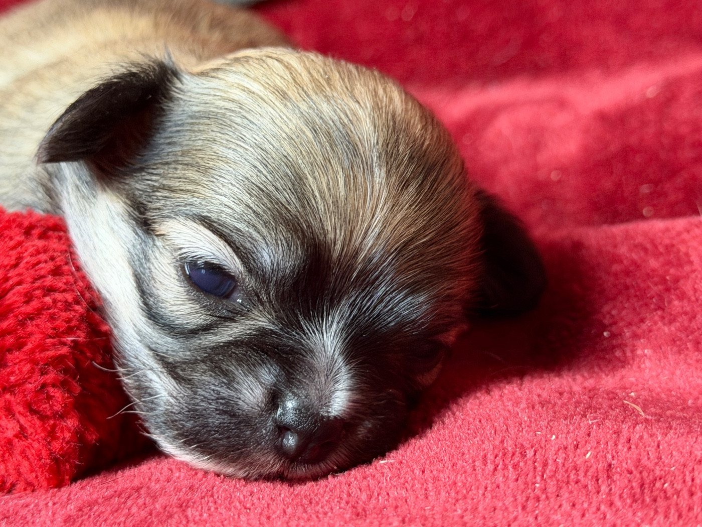 du moulin de madjurie - Chiots disponibles - Chihuahua