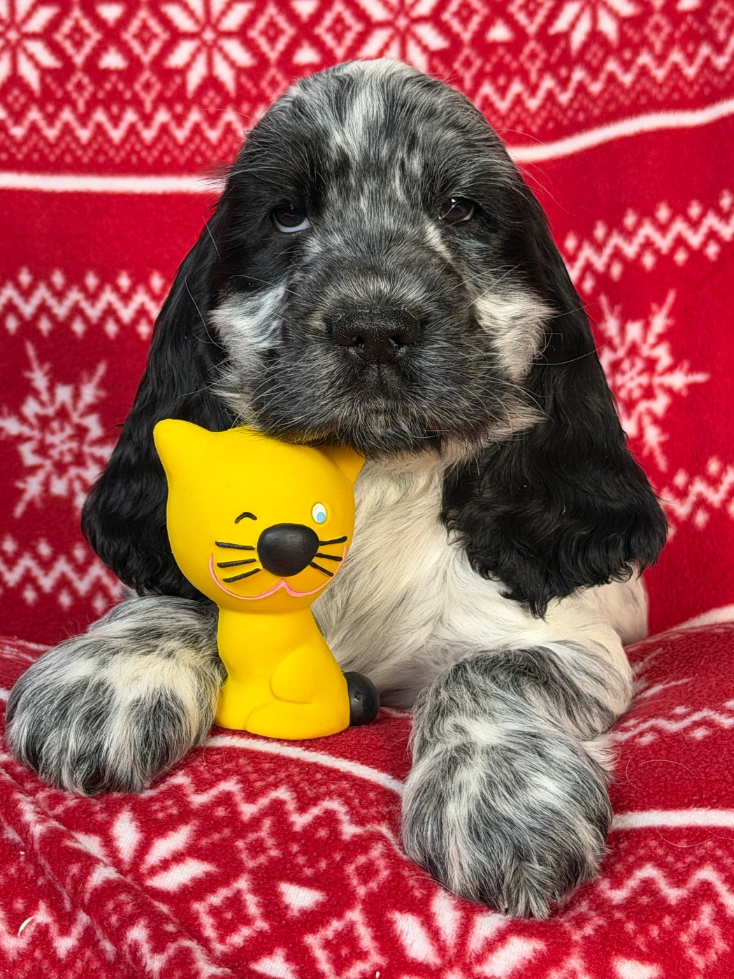 du moulin de madjurie - Chiots disponibles - Cocker Spaniel Anglais