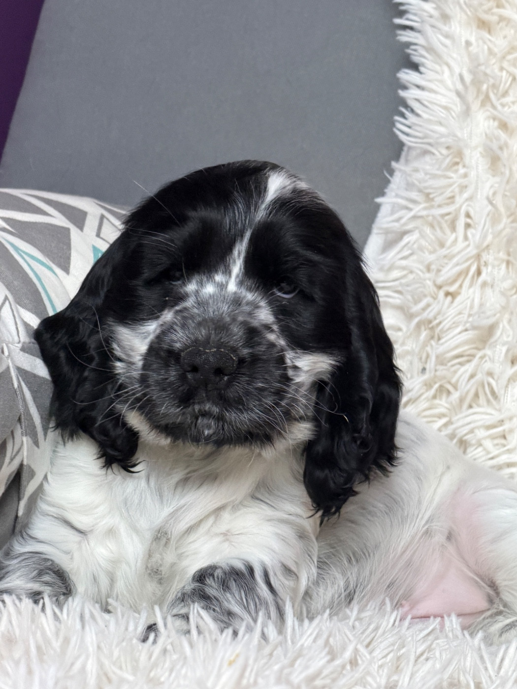 du moulin de madjurie - Chiots disponibles - Cocker Spaniel Anglais