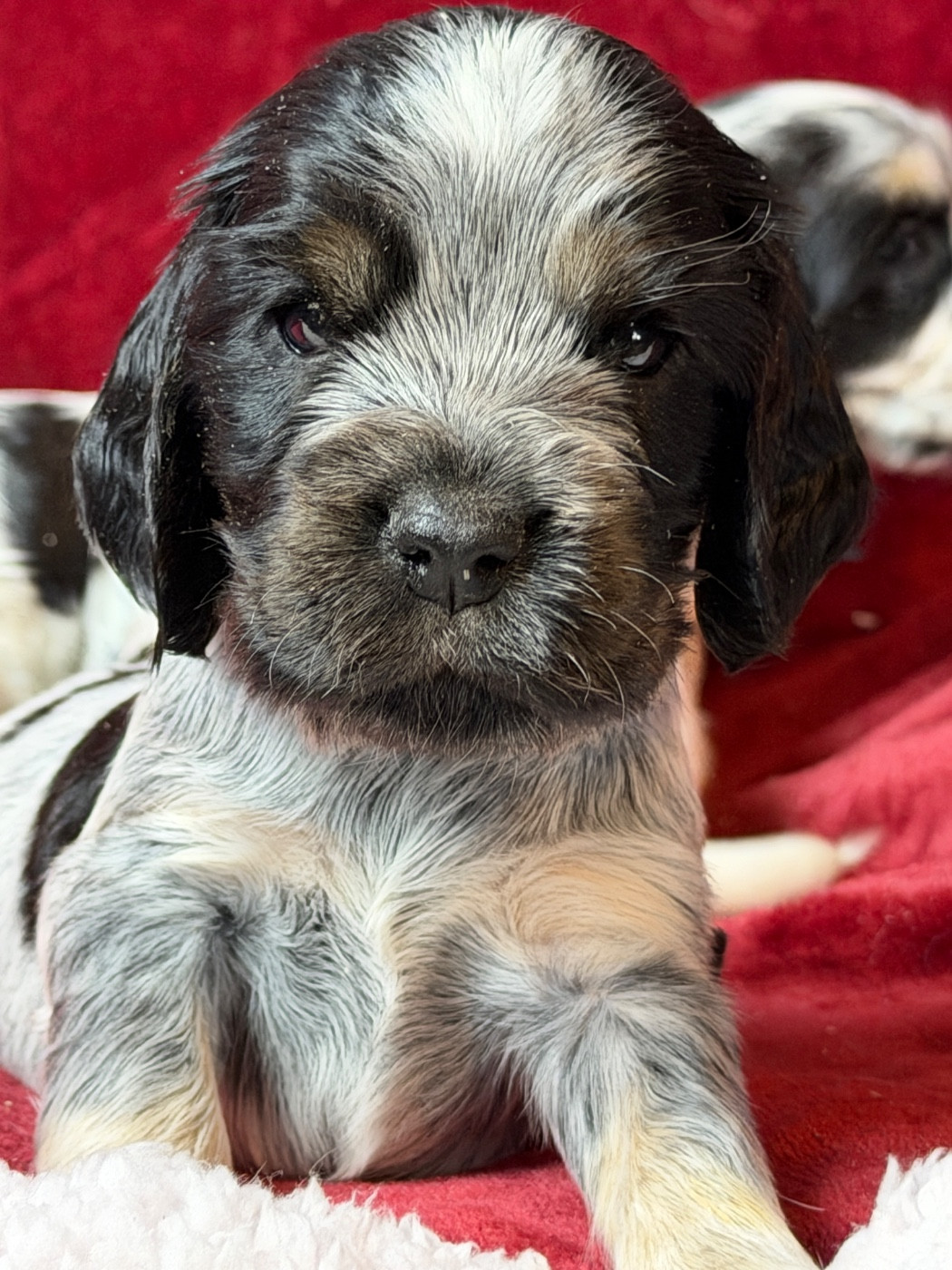 du moulin de madjurie - Chiots disponibles - Cocker Spaniel Anglais