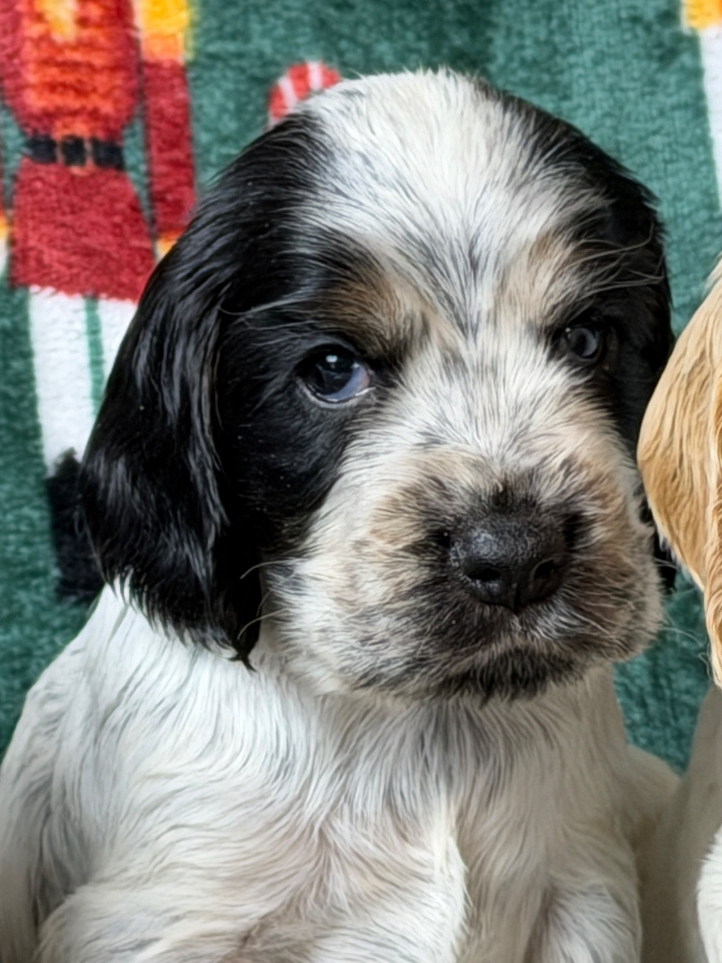 du moulin de madjurie - Chiots disponibles - Cocker Spaniel Anglais