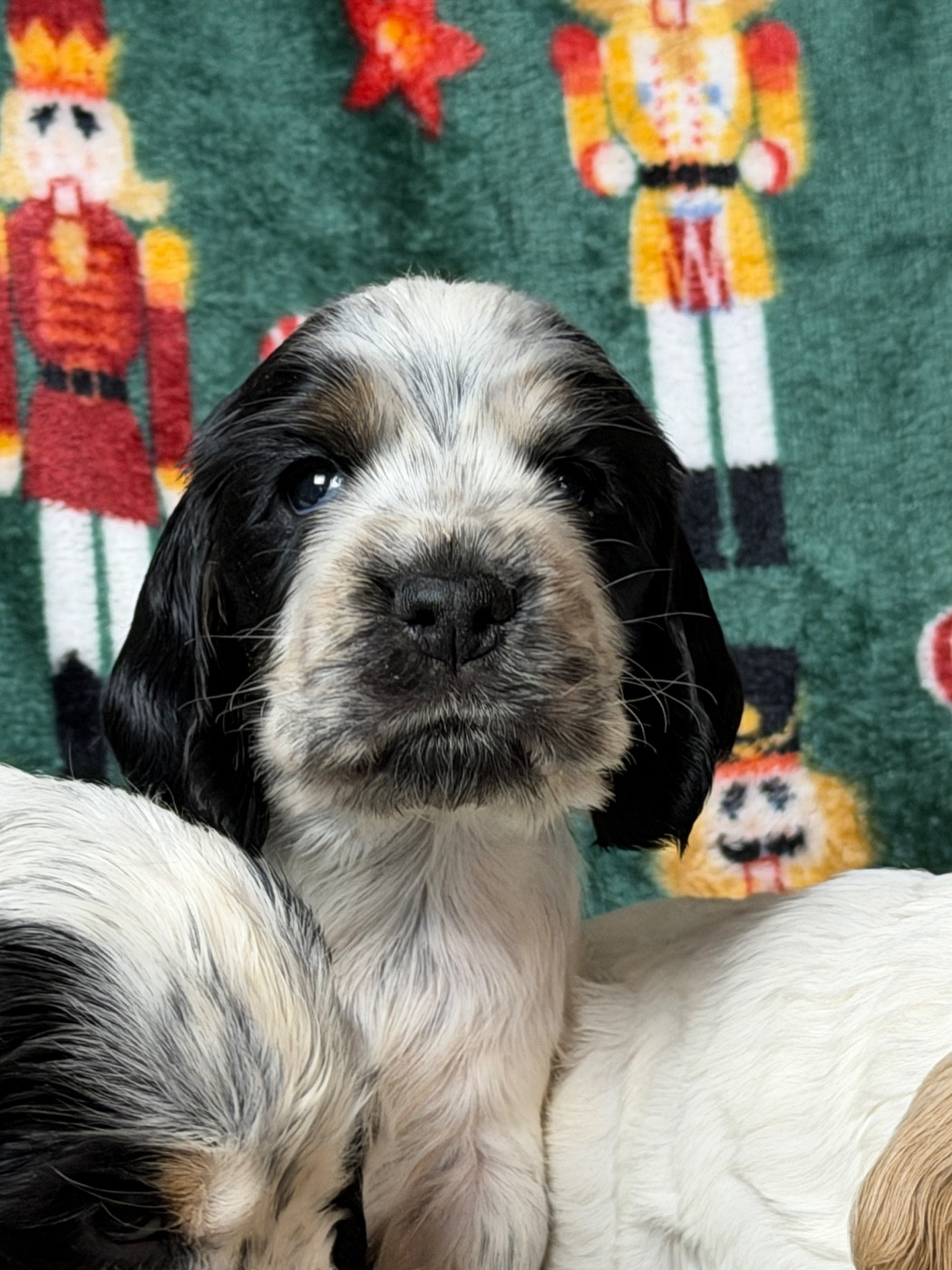 du moulin de madjurie - Chiots disponibles - Cocker Spaniel Anglais