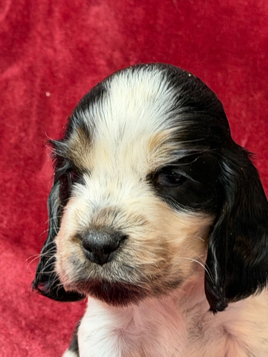du moulin de madjurie - Chiots disponibles - Cocker Spaniel Anglais