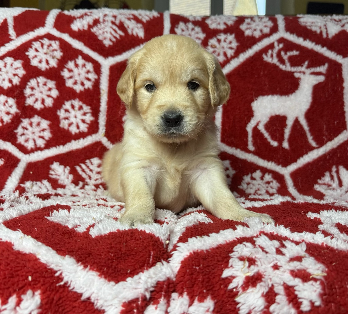du moulin de madjurie - Chiots disponibles - Golden Retriever
