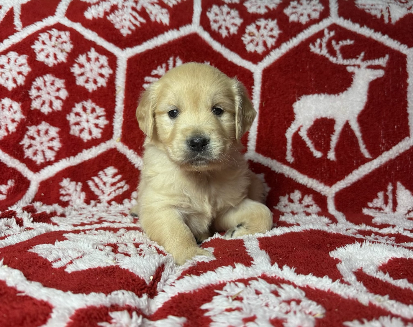 du moulin de madjurie - Chiots disponibles - Golden Retriever