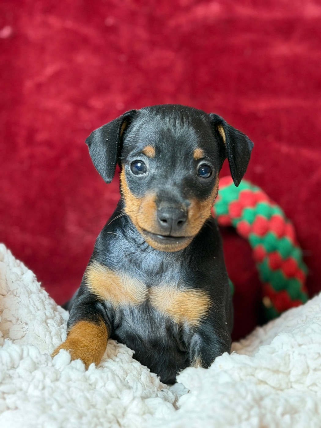 du moulin de madjurie - Chiots disponibles - Pinscher nain