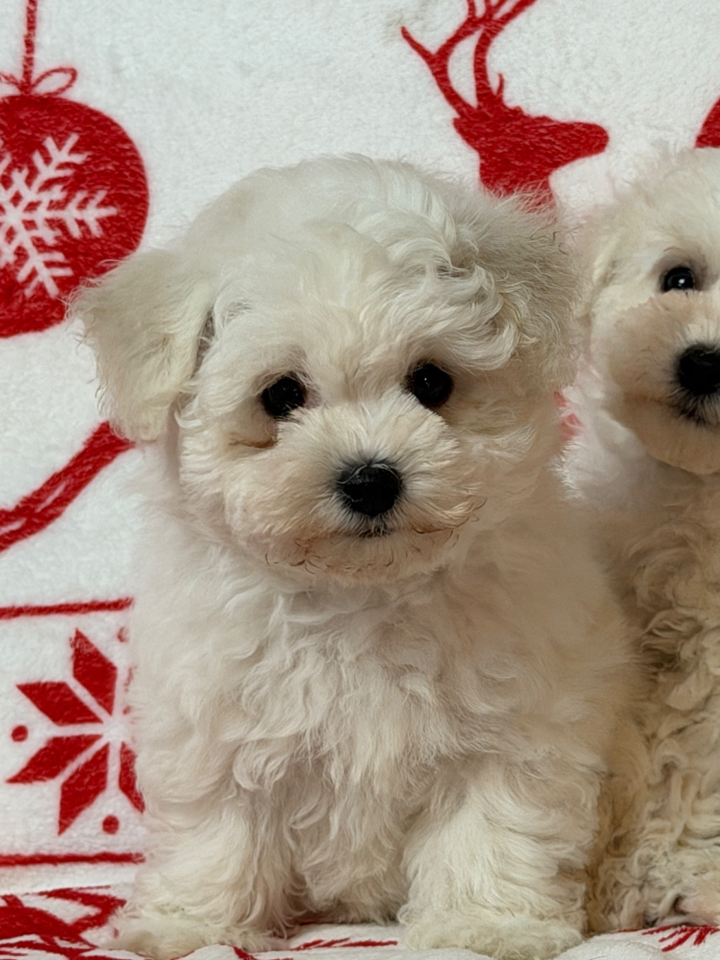 du moulin de madjurie - Chiots disponibles - Bichon Frise