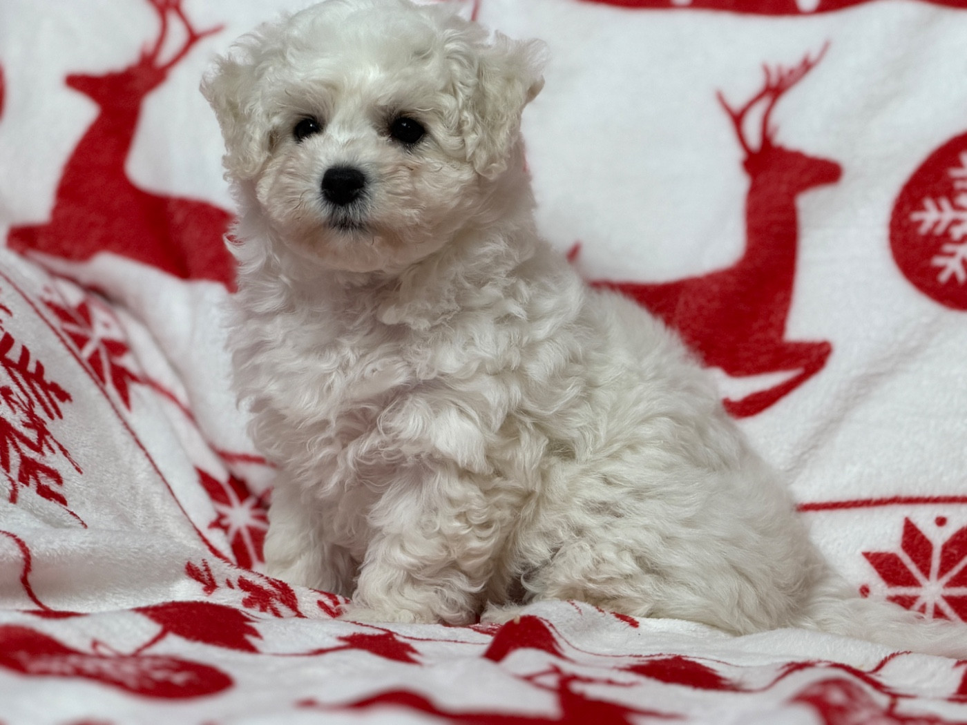 du moulin de madjurie - Chiots disponibles - Bichon Frise