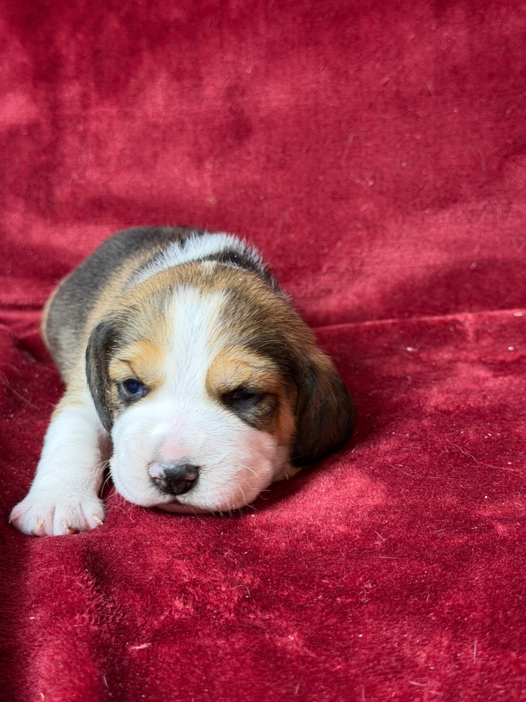 du moulin de madjurie - Chiots disponibles - Beagle