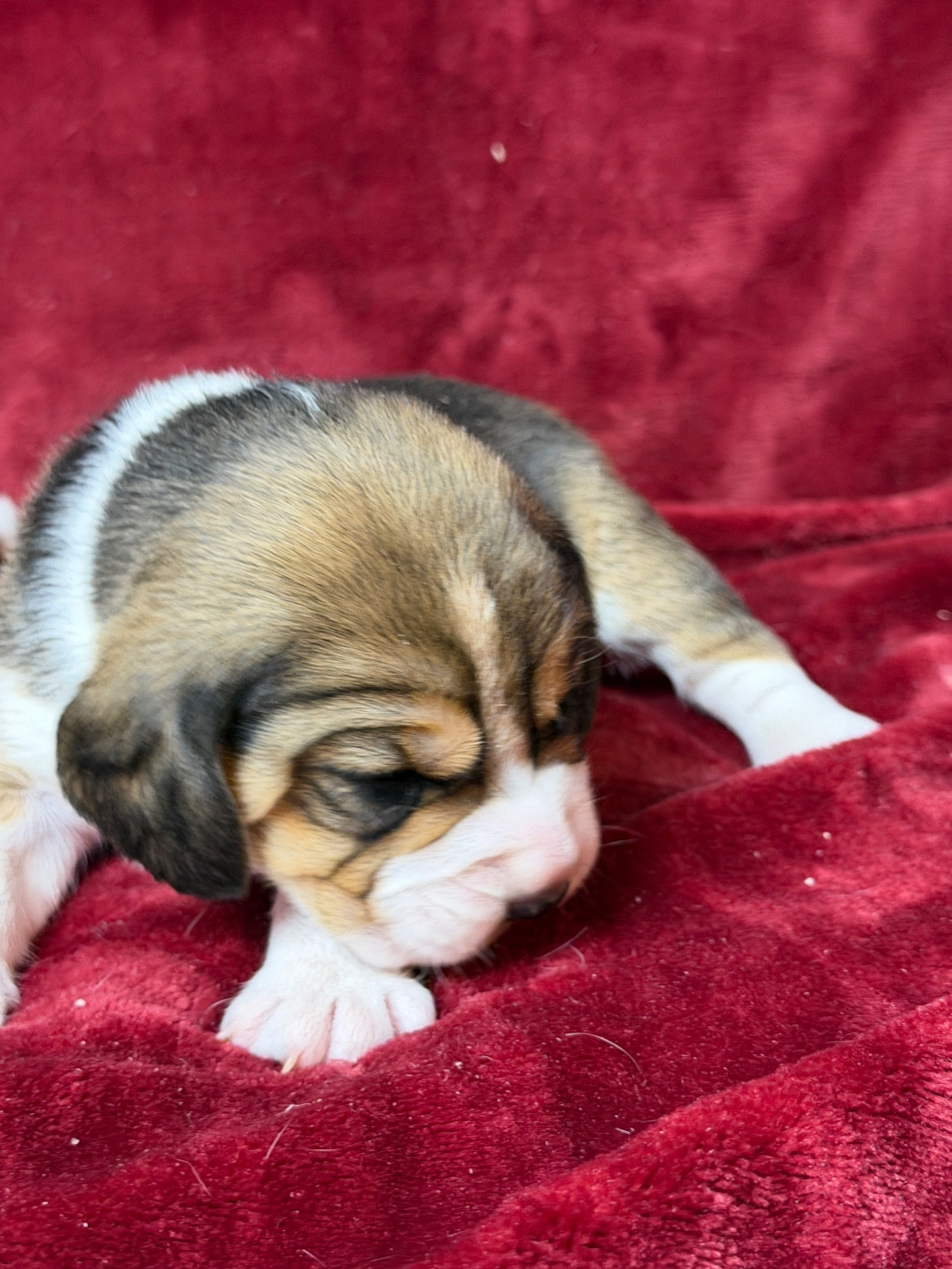 du moulin de madjurie - Chiots disponibles - Beagle