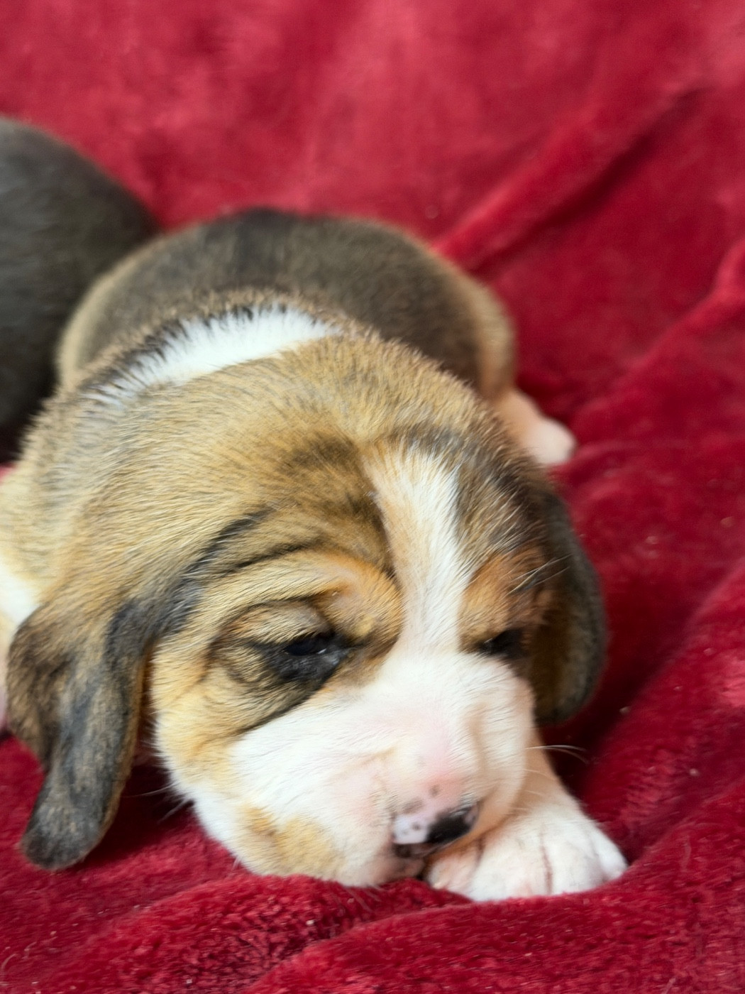 du moulin de madjurie - Chiots disponibles - Beagle