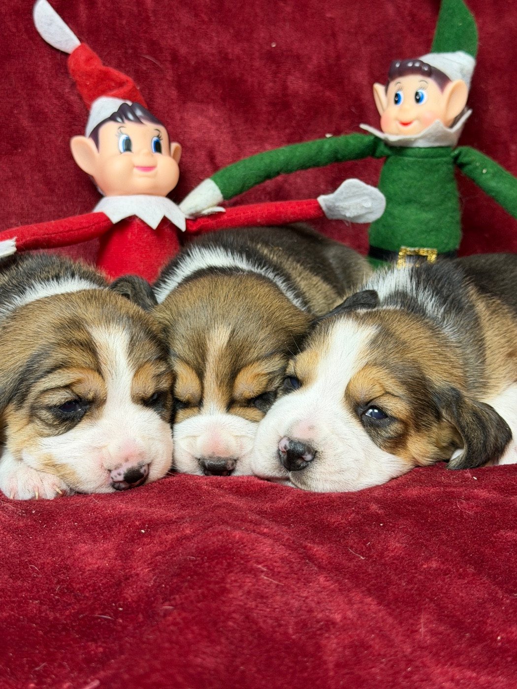 Chiot Beagle du moulin de madjurie