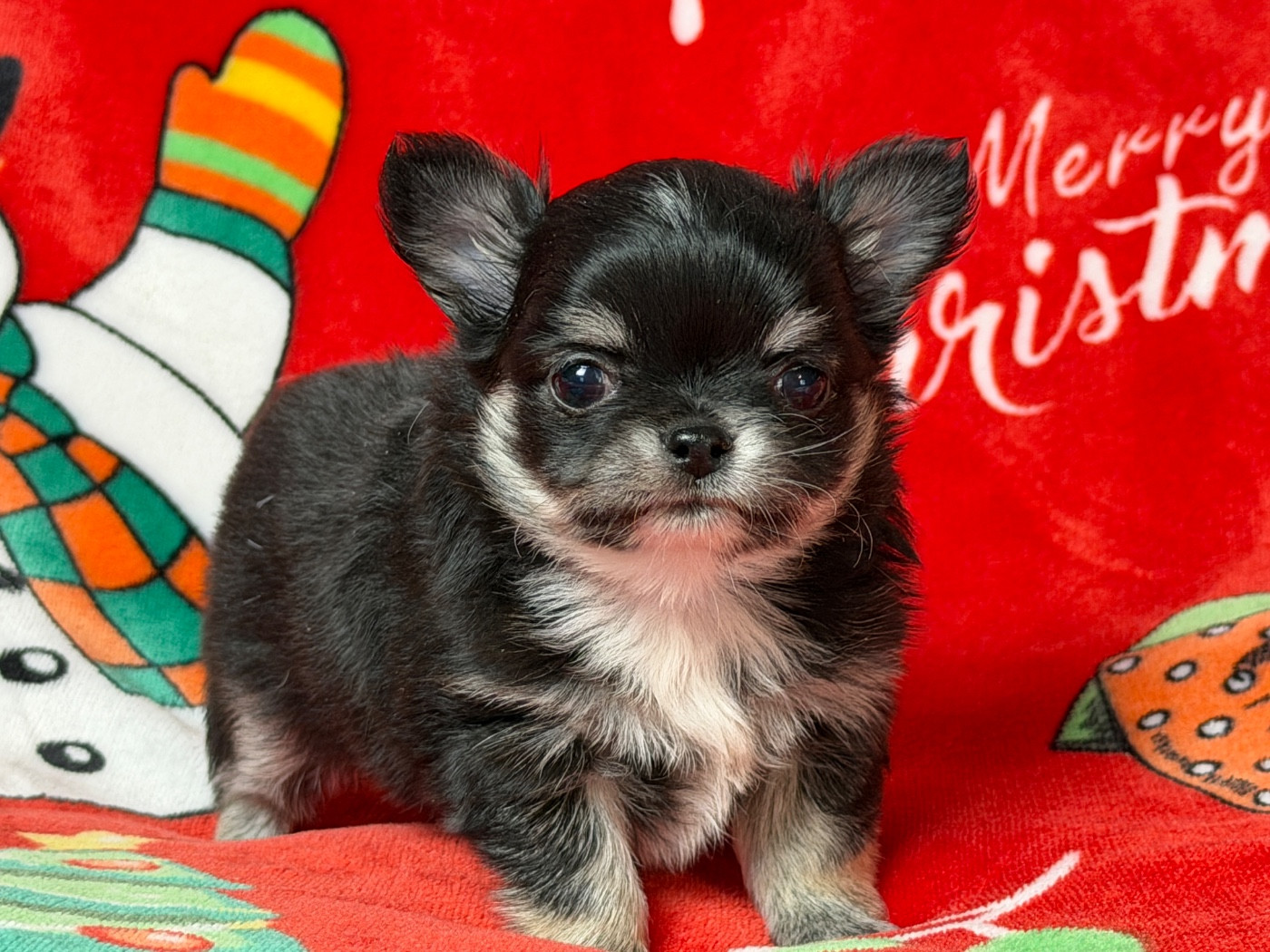 du moulin de madjurie - Chiots disponibles - Chihuahua