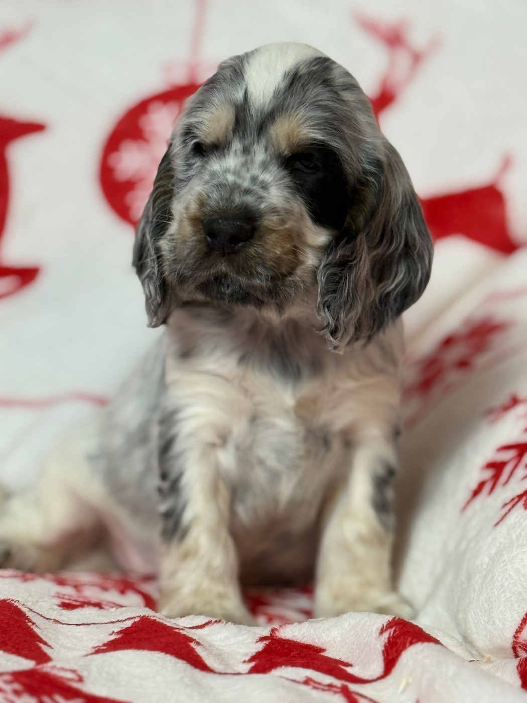du moulin de madjurie - Chiots disponibles - Cocker Spaniel Anglais
