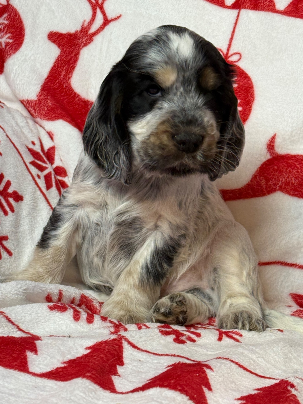 du moulin de madjurie - Chiots disponibles - Cocker Spaniel Anglais