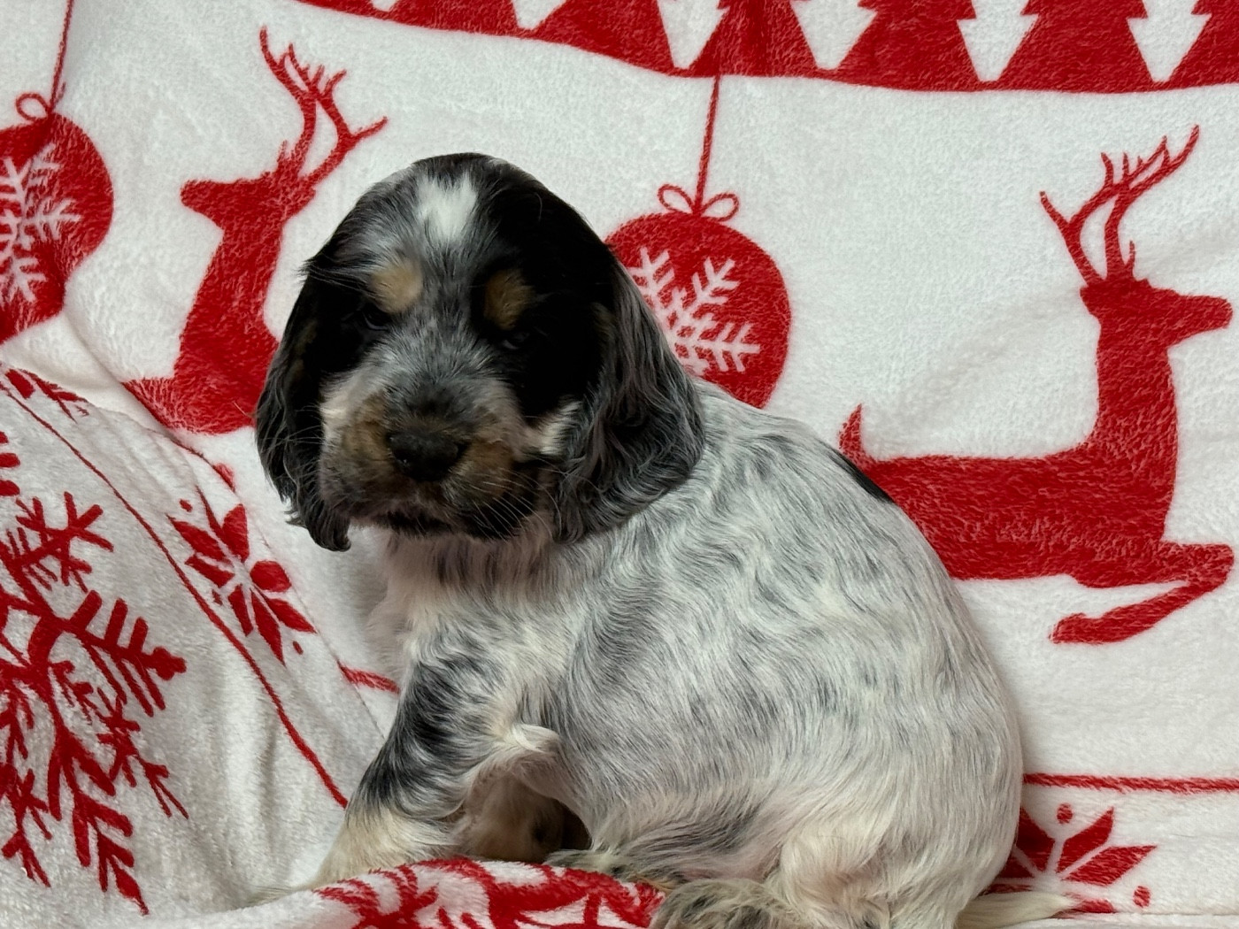 du moulin de madjurie - Chiots disponibles - Cocker Spaniel Anglais