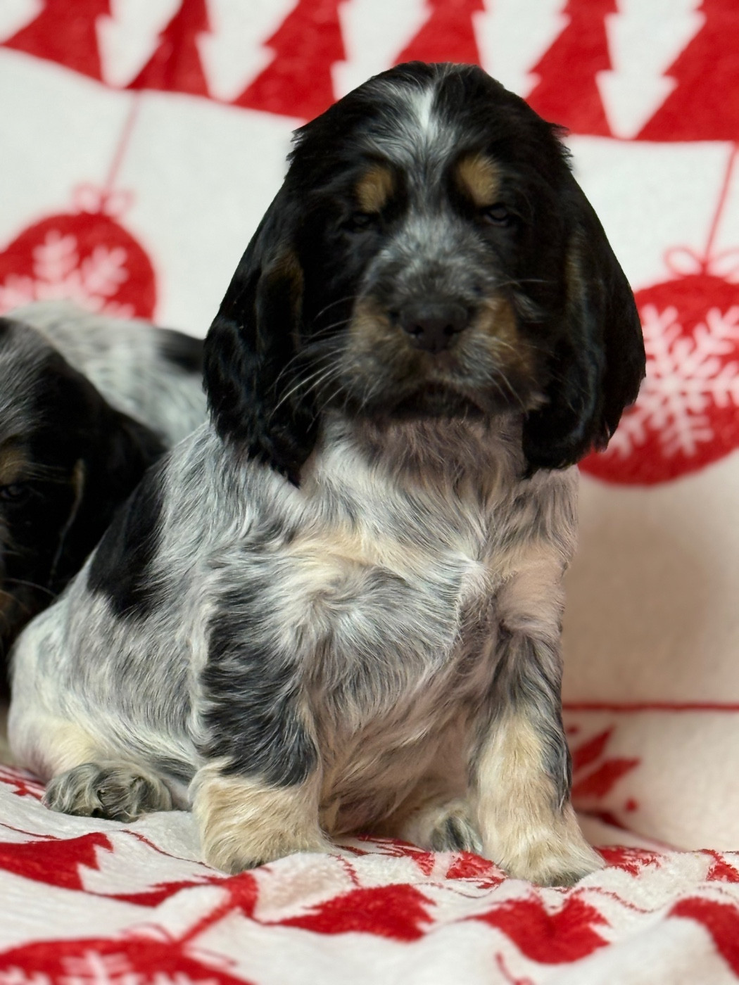du moulin de madjurie - Chiots disponibles - Cocker Spaniel Anglais