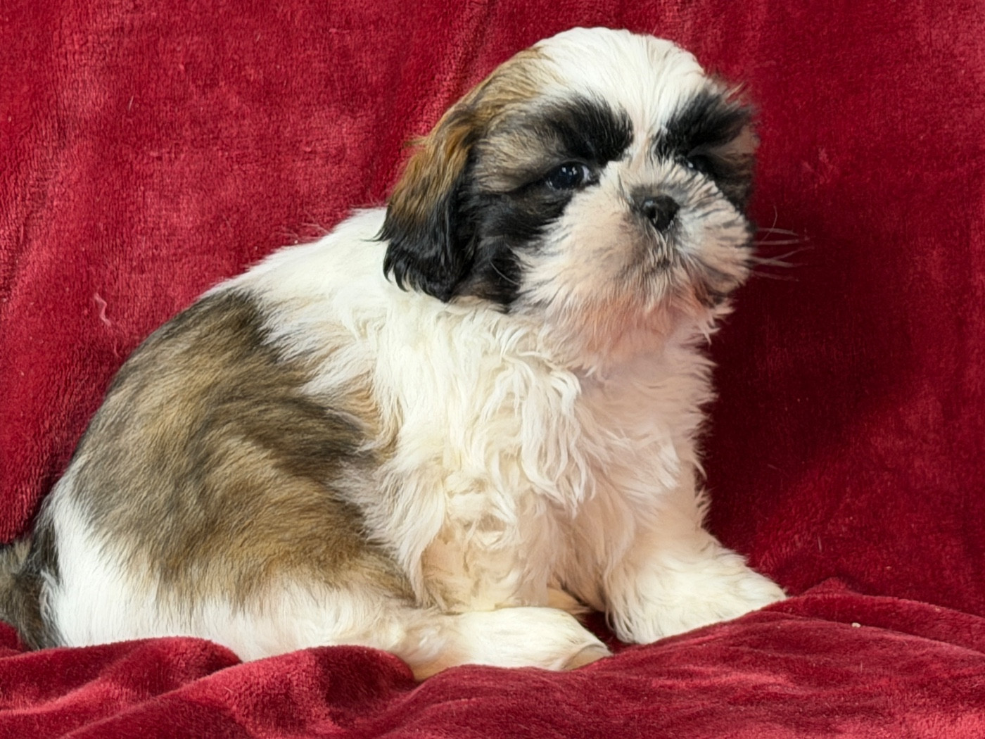 du moulin de madjurie - Chiots disponibles - Shih Tzu