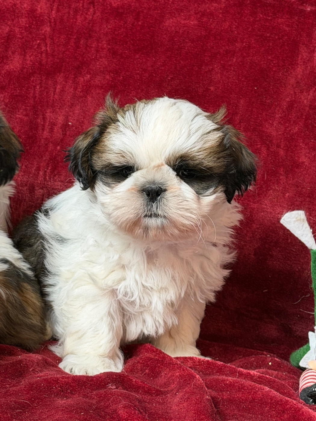 du moulin de madjurie - Chiots disponibles - Shih Tzu