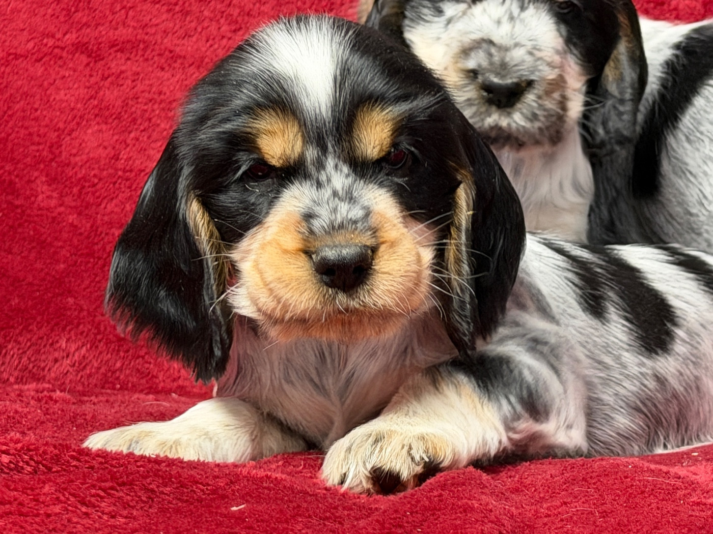 du moulin de madjurie - Chiots disponibles - Cocker Spaniel Anglais