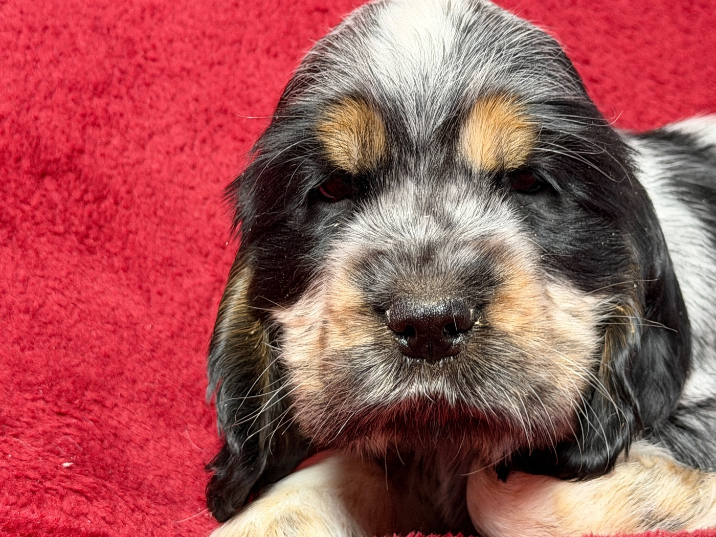 du moulin de madjurie - Chiots disponibles - Cocker Spaniel Anglais