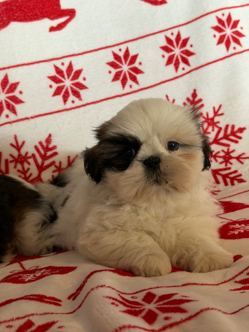 du moulin de madjurie - Chiots disponibles - Shih Tzu