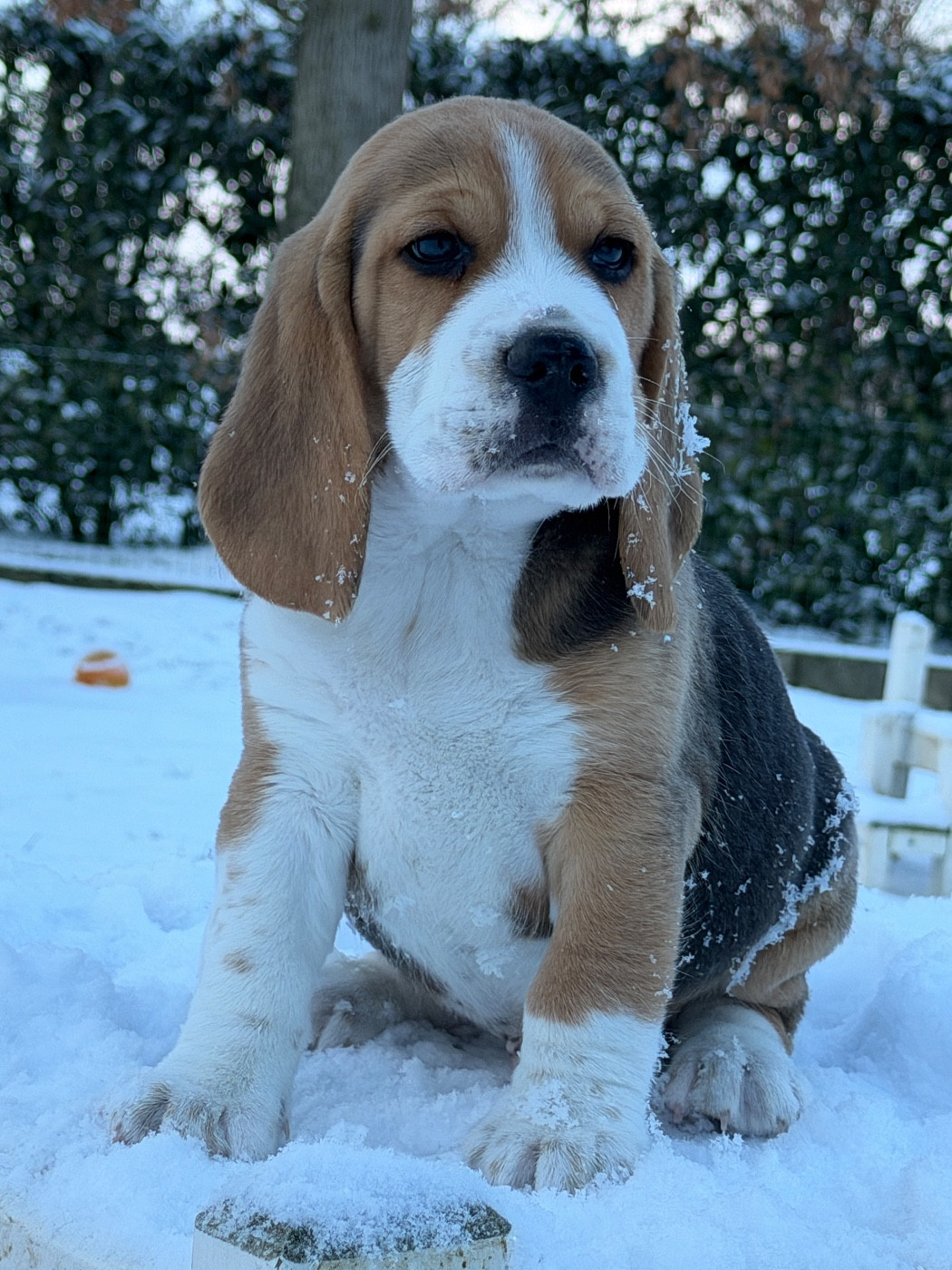 du moulin de madjurie - Chiots disponibles - Beagle