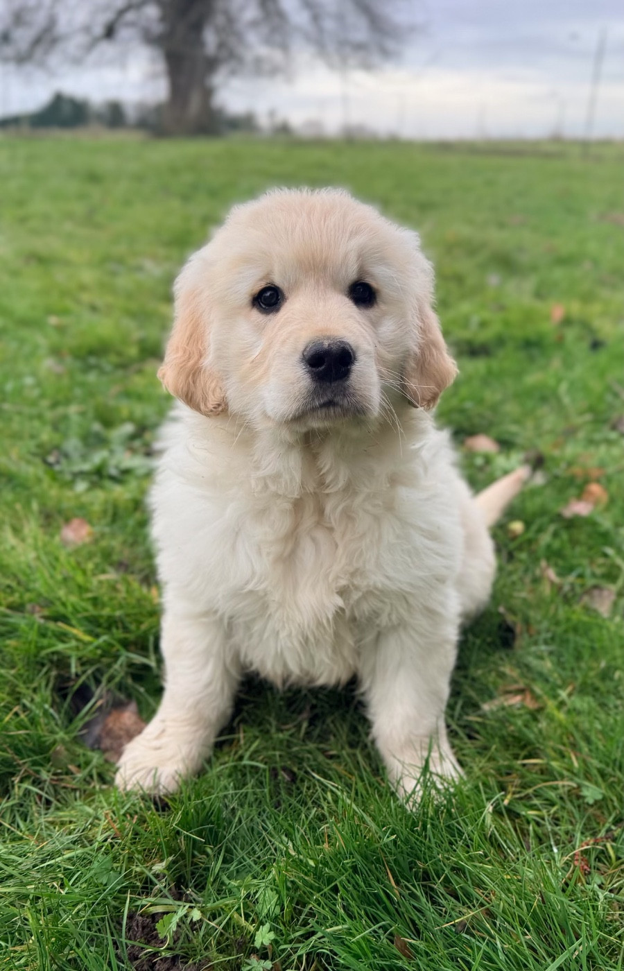 du moulin de madjurie - Chiots disponibles - Golden Retriever
