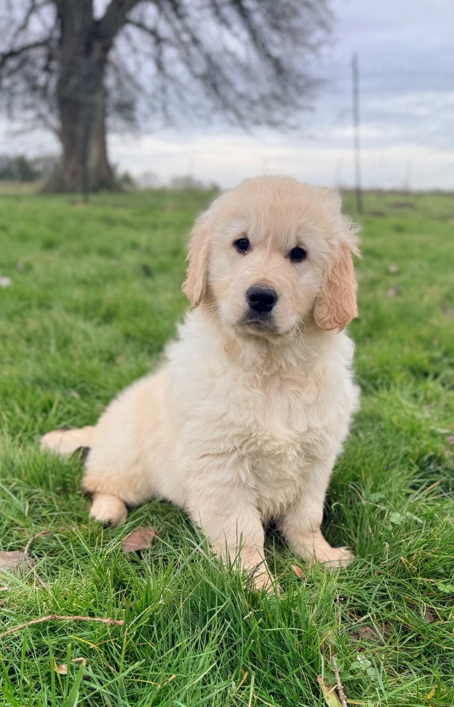 du moulin de madjurie - Chiots disponibles - Golden Retriever