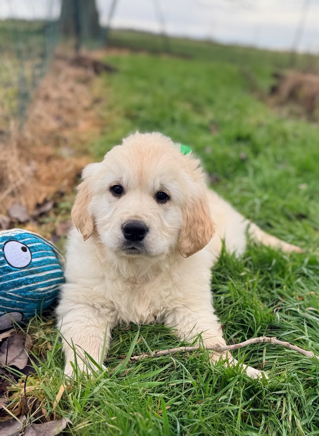 du moulin de madjurie - Chiots disponibles - Golden Retriever