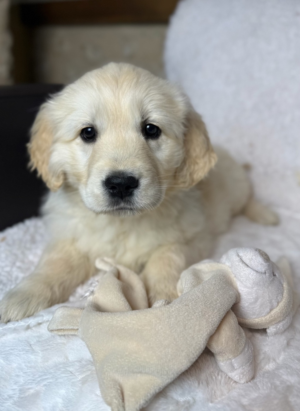 du moulin de madjurie - Chiots disponibles - Golden Retriever