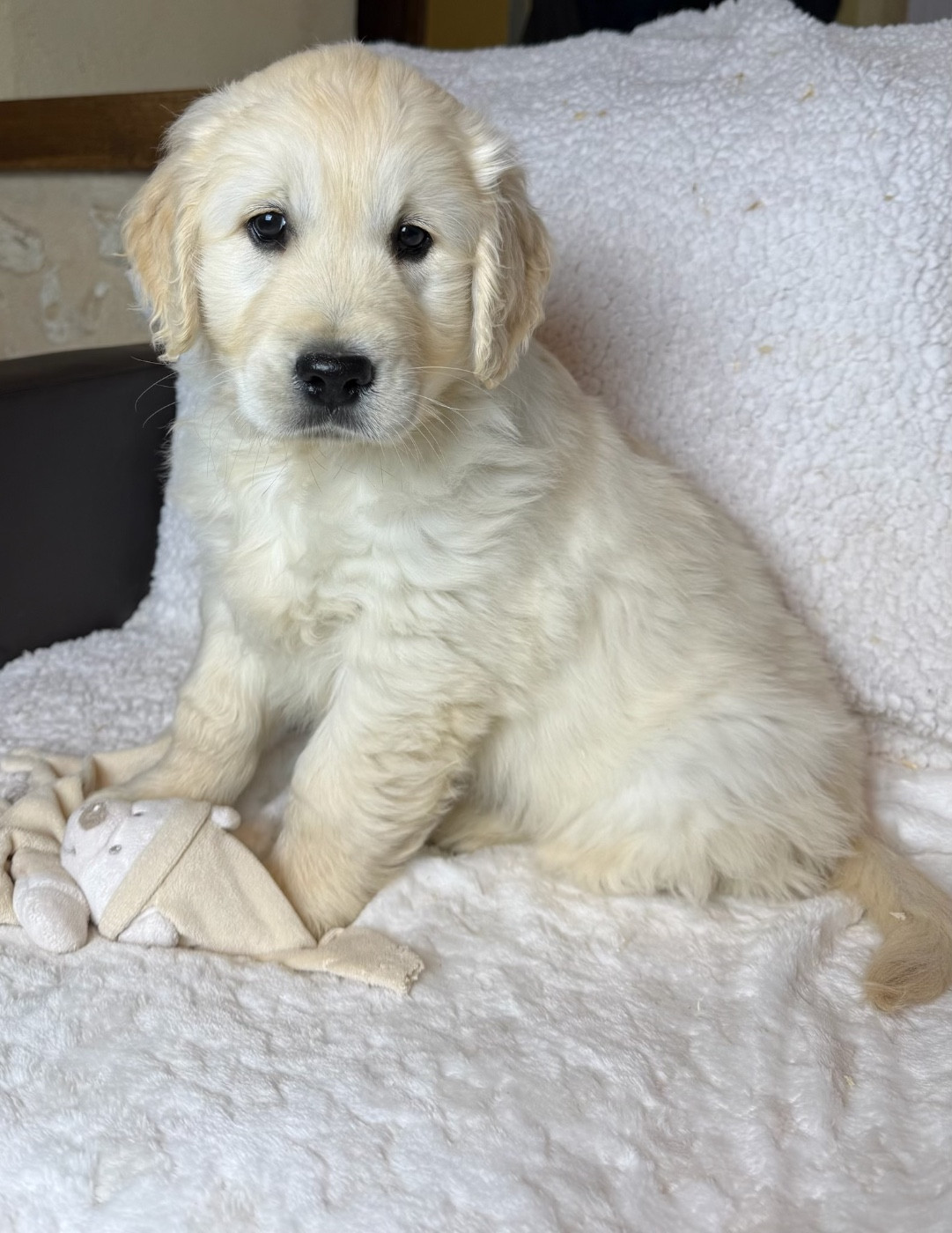 du moulin de madjurie - Chiots disponibles - Golden Retriever