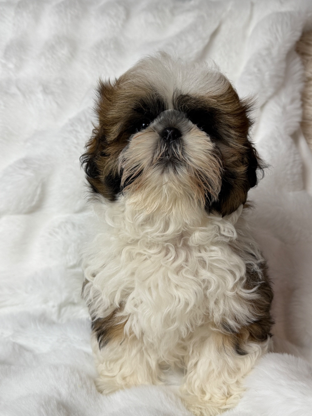 du moulin de madjurie - Chiots disponibles - Shih Tzu