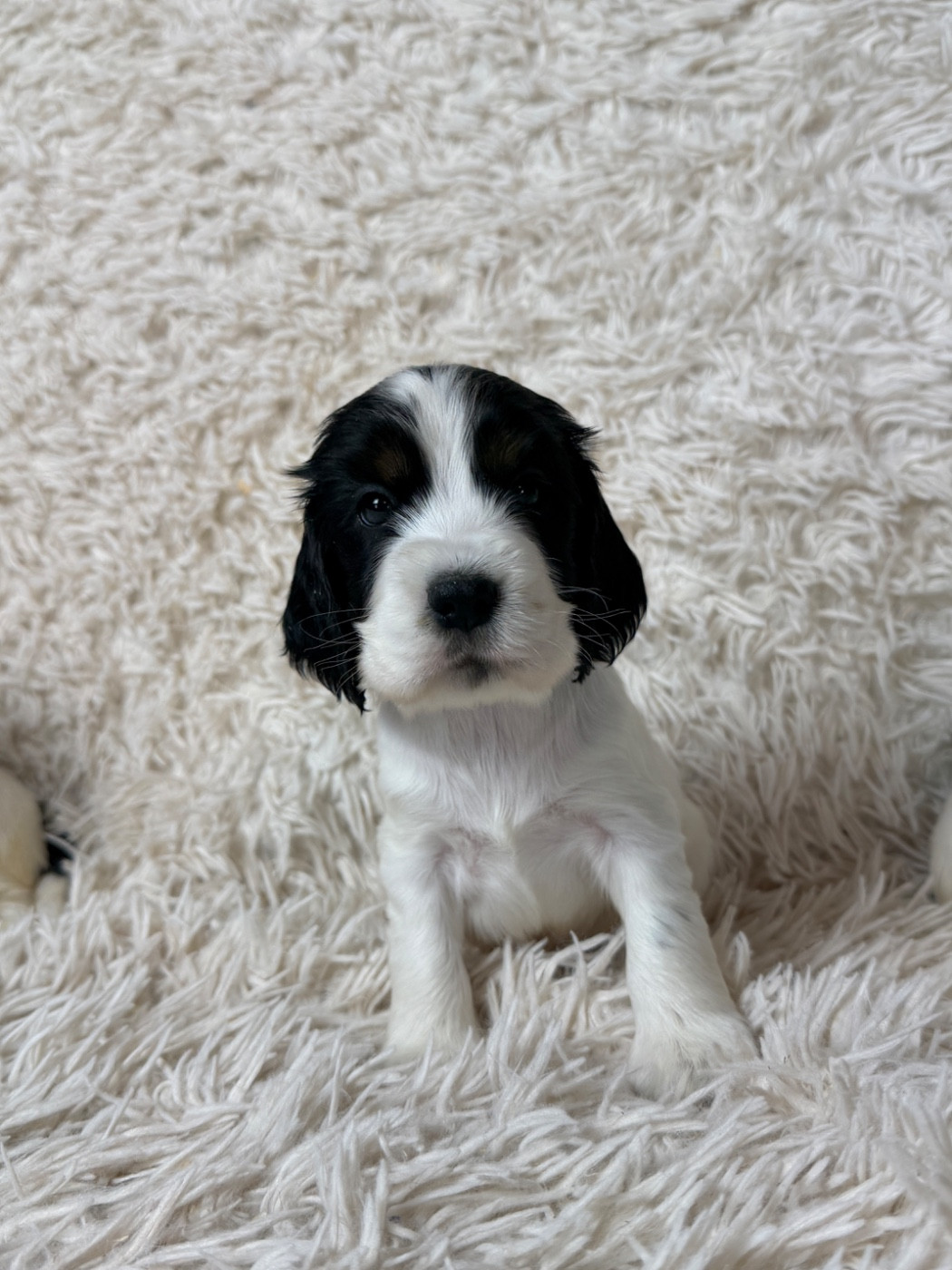 du moulin de madjurie - Chiots disponibles - Cocker Spaniel Anglais