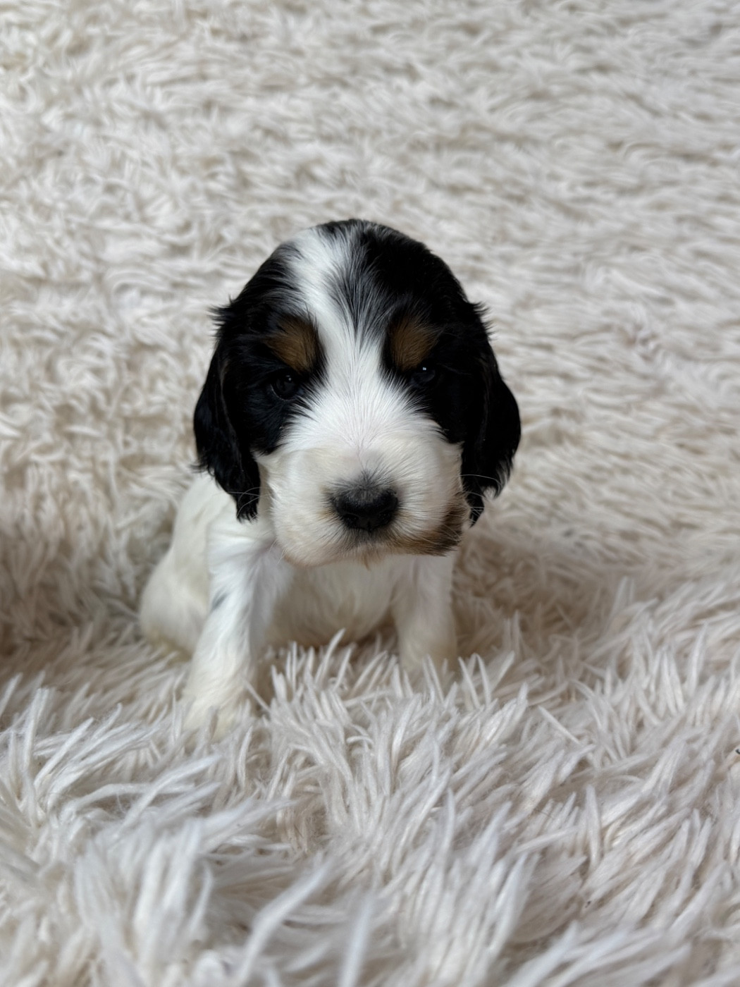 du moulin de madjurie - Chiots disponibles - Cocker Spaniel Anglais