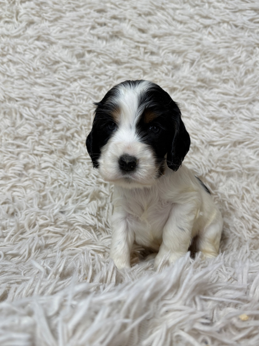 du moulin de madjurie - Chiots disponibles - Cocker Spaniel Anglais