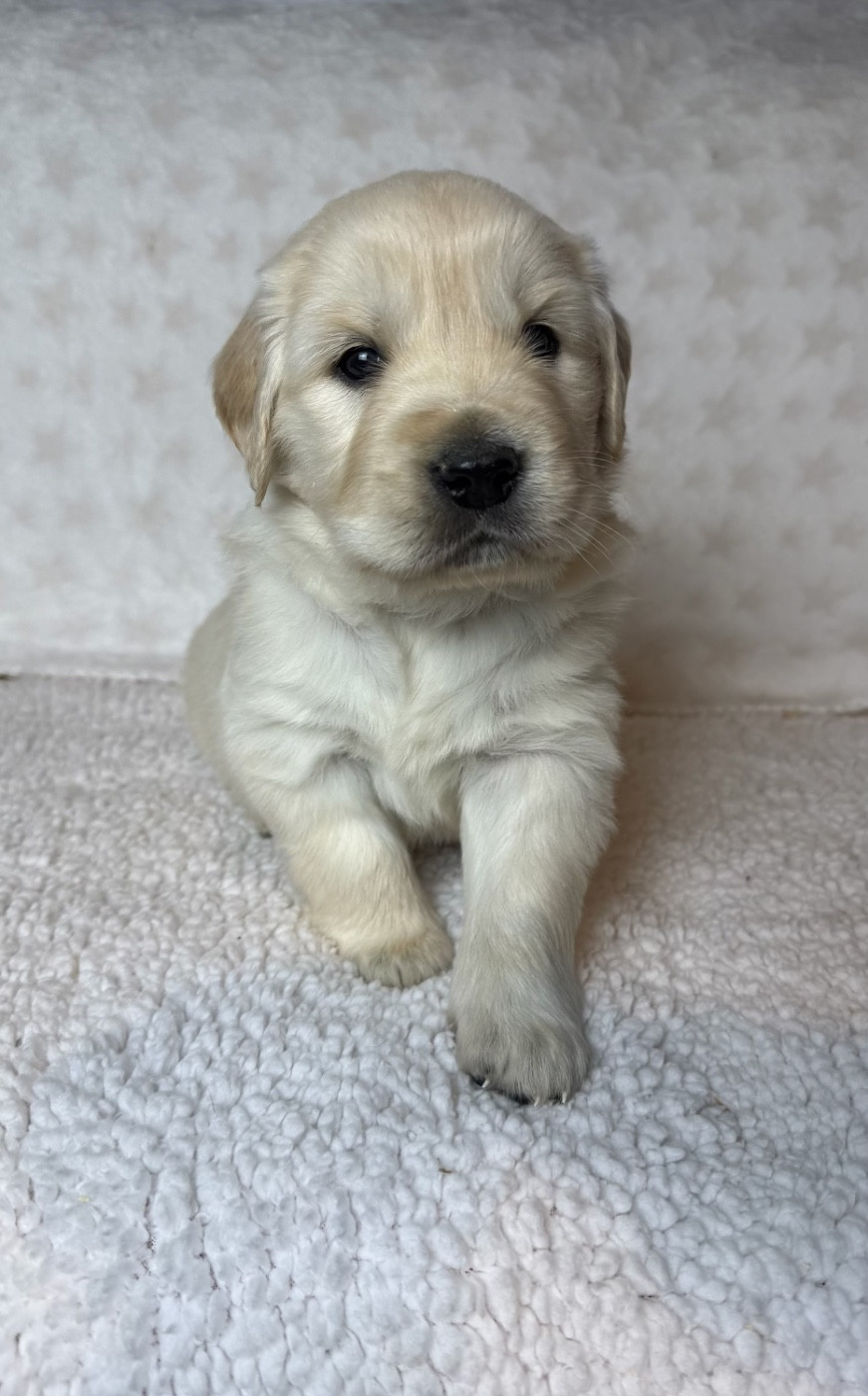 du moulin de madjurie - Chiots disponibles - Golden Retriever