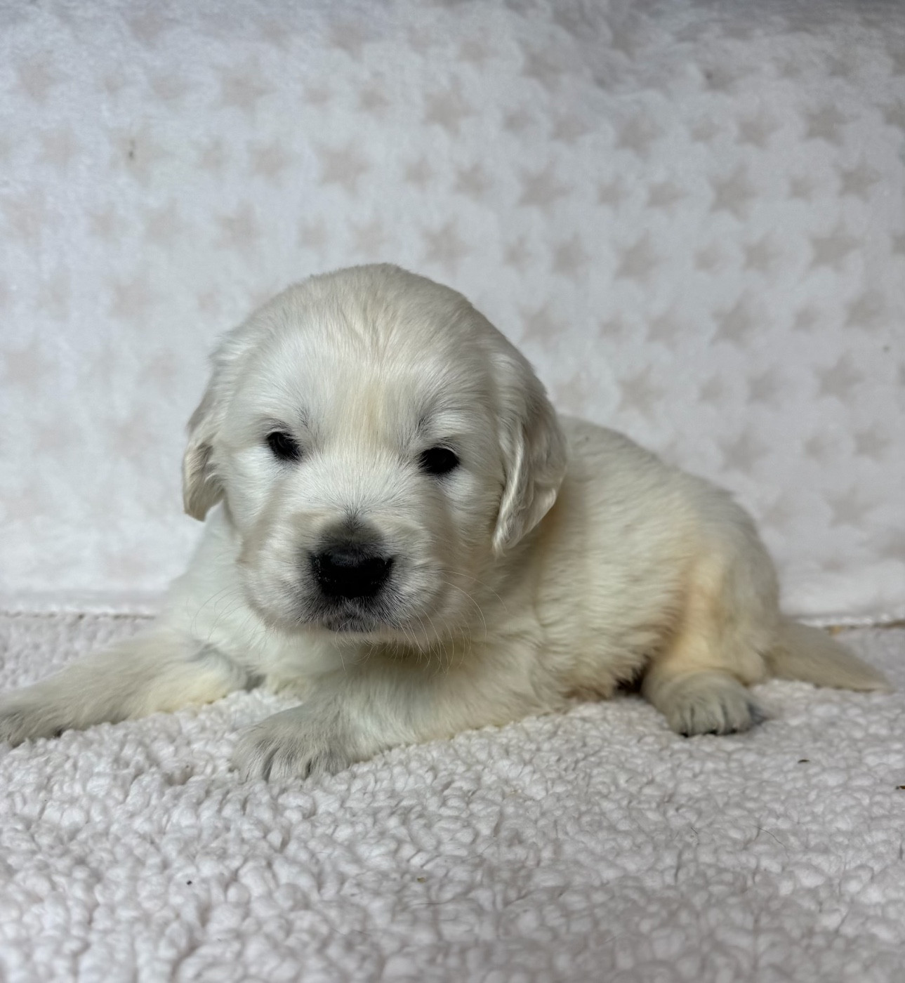 du moulin de madjurie - Chiots disponibles - Golden Retriever